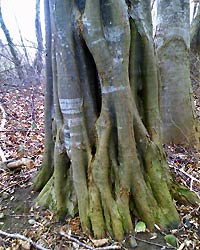Stamm einer Hainbuche